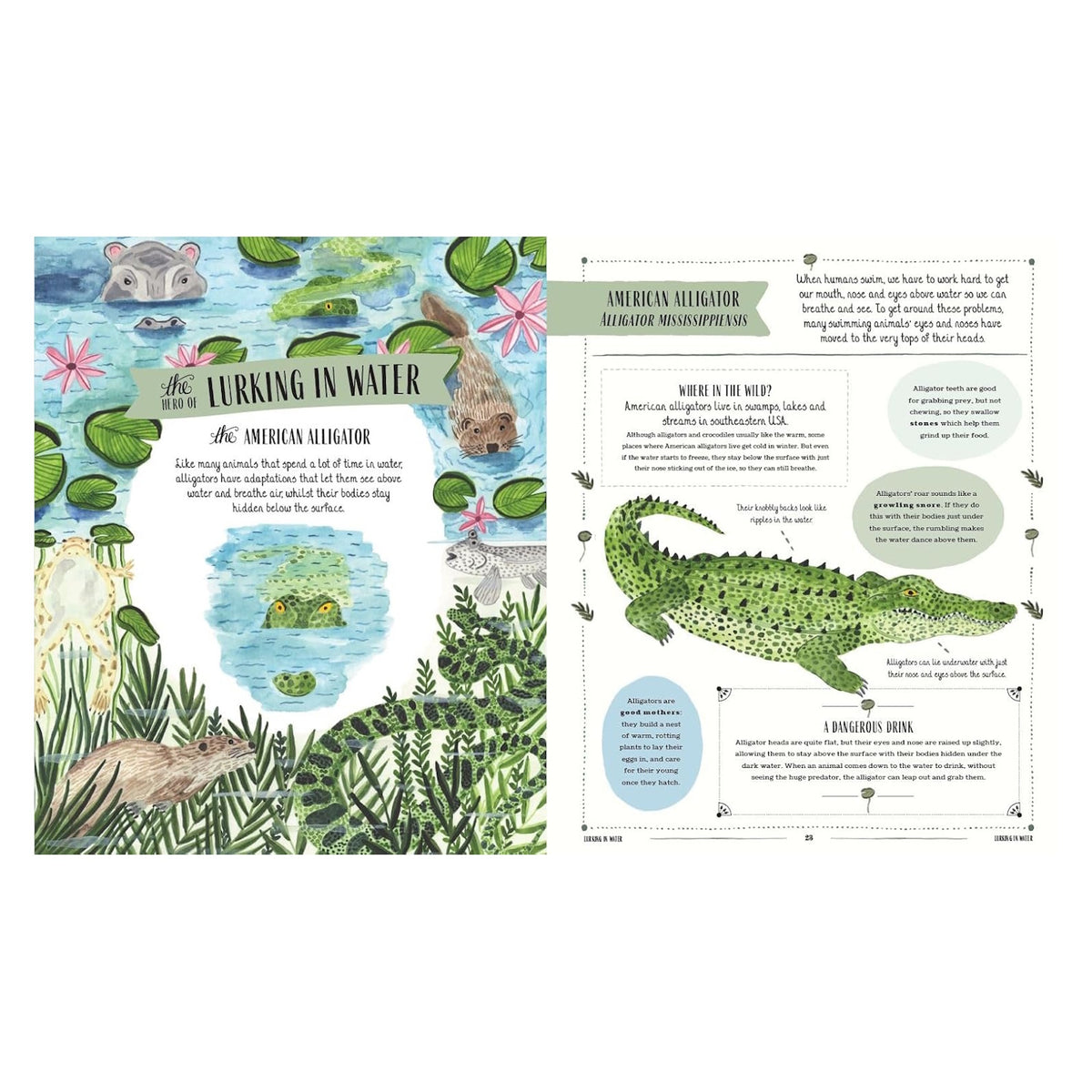 Illustrated children's book spread about the American Alligator with watercolor animals and educational facts.
