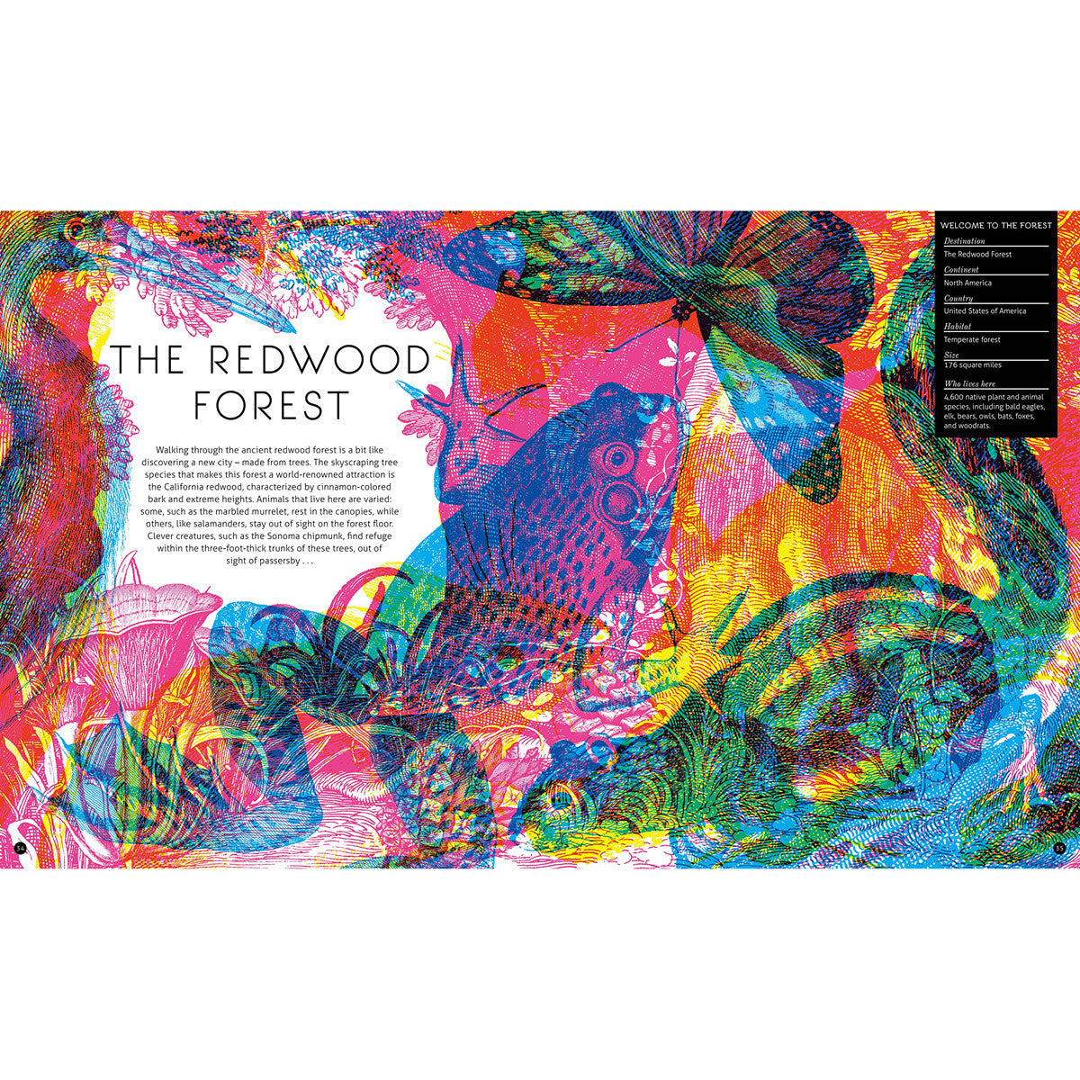 Illuminature Book Redwood Forest Page BOOK08868