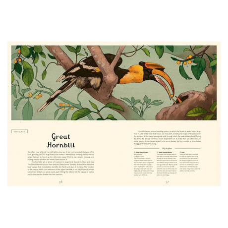 Open book pages featuring an illustration and descriptive text about the Great Hornbill.