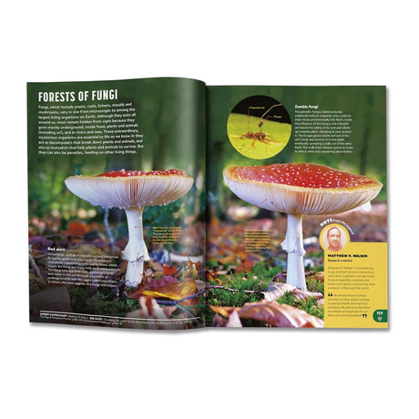 Two fly agaric mushrooms with red caps and white spots in a forest, with educational text about fungi and a zombie ant.