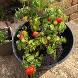 Potted cherry tomato plant growing outdoors, bearing small green, yellow, and ripe red tomatoes.