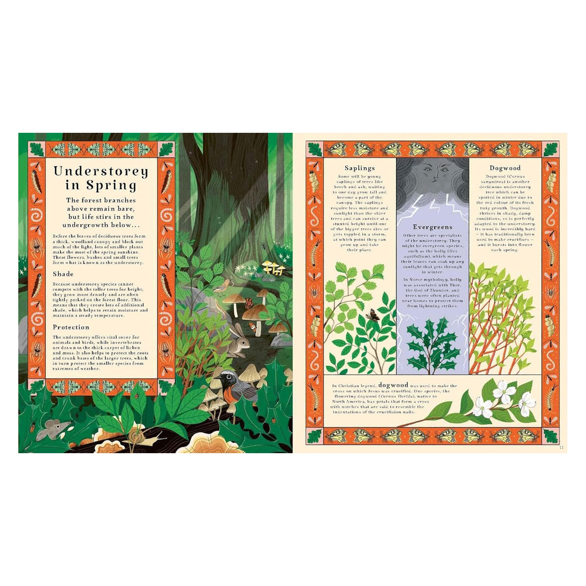 Illustrated book spread about the forest understorey in spring, featuring woodland creatures and plant lore.